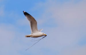 6 conseils pour photographier les oiseaux en vol