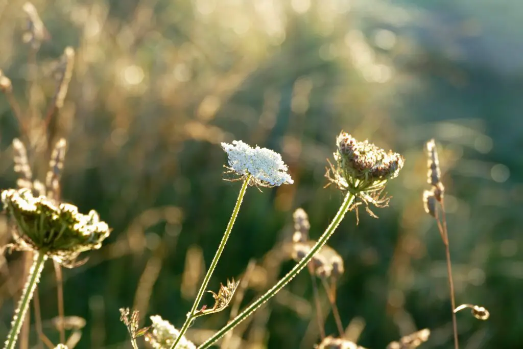 Faire du Contre-jour