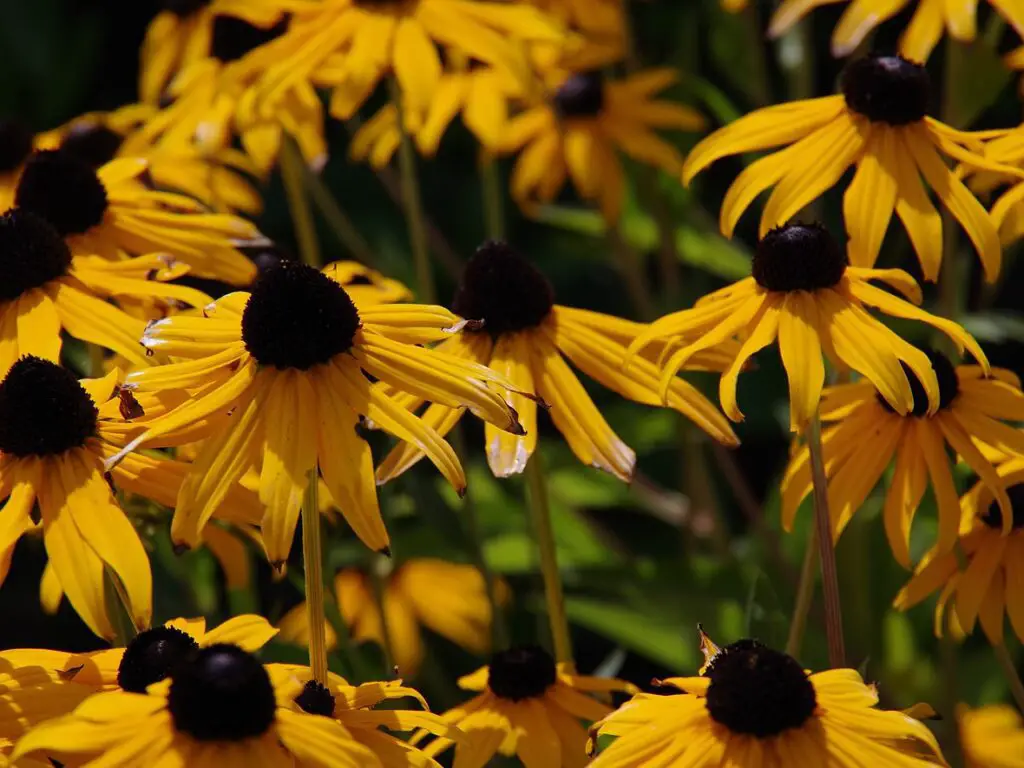 Pentax K‑70 image fleur