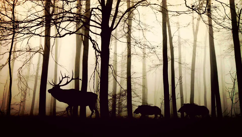 Silhouettes de cerfs