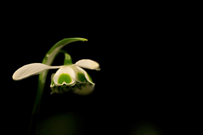 macro-image-fleur