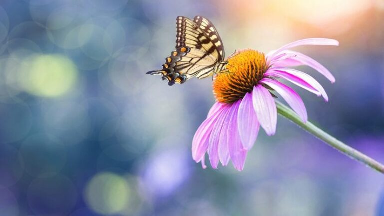 Macro-Photographie-Proxiphotographie