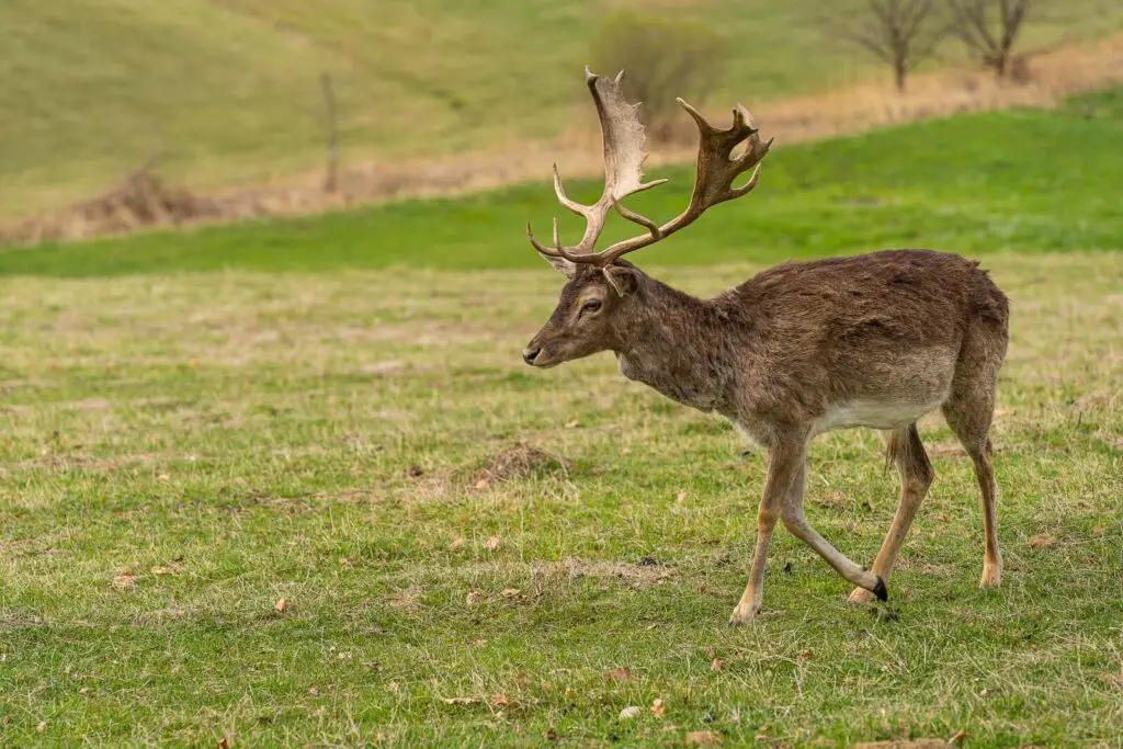 Quel appareil photo pour la photo animalière en 2025 ? Le guide ultime pour ne plus rater aucun instant sauvage 3 Sony a7 III exemple