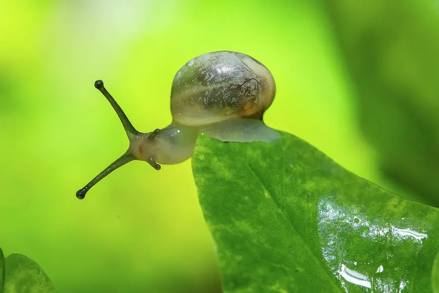 snail on a leaf macro photography eric lesueur