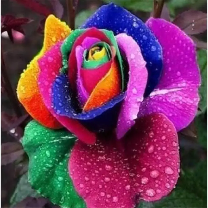 fleur-rose-arc-en-ciel-rare