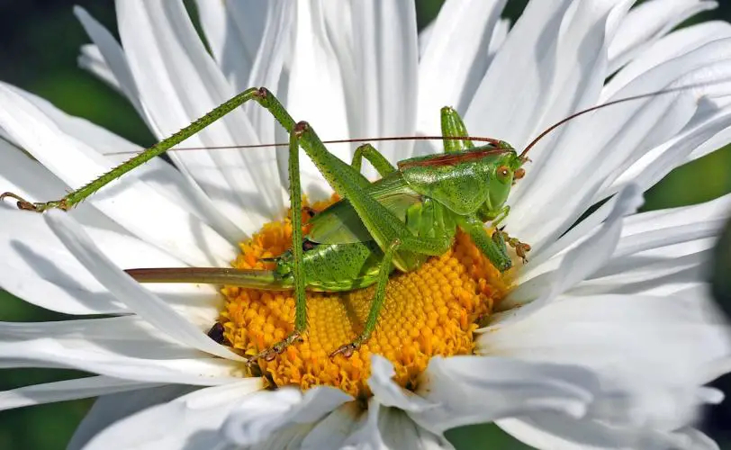 oneirokritis akrida akrides entoma grasshopper
