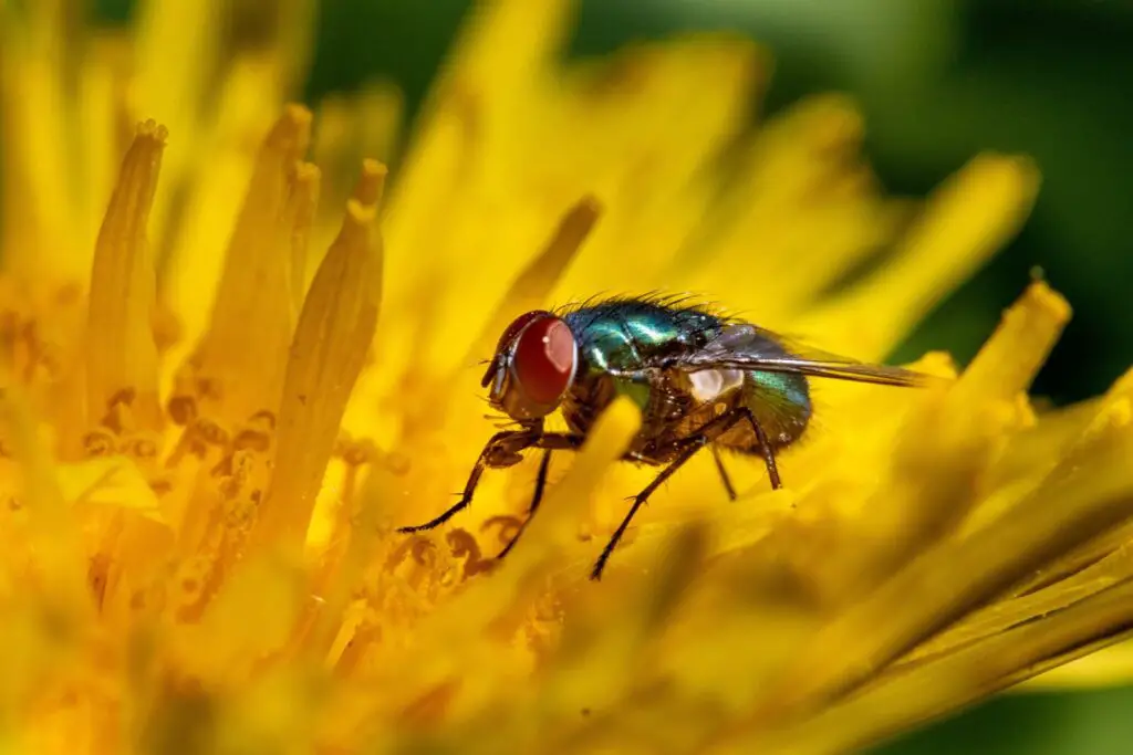 MACRO AVEC CANON EOS 250D.