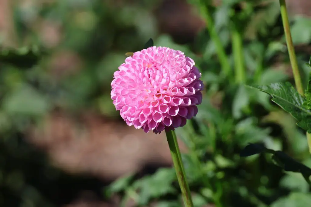 MACRO Canon EOS R50