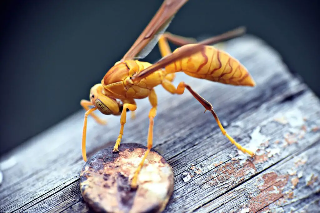 Nikon D5600 exemple image macro