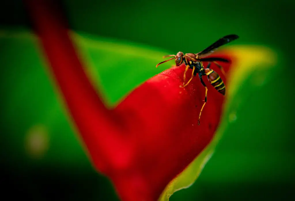 Une abeille assise sur une fleur rouge vif dans le jardin
