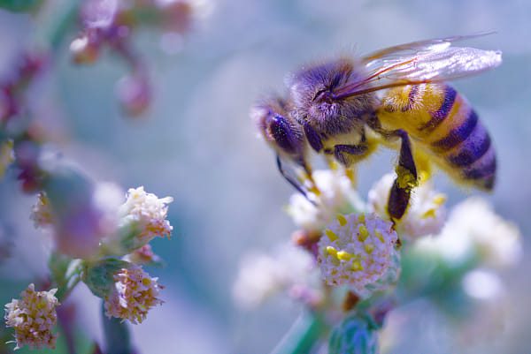 Pour les prises de vue macro, la stabilisation optique intégrée joue un rôle crucial, réduisant les flous causés par les vibrations ou les mouvements involontaires de l’utilisateur. Ce système, développé par Sony, est particulièrement efficace lors des prises de vue à main levée. Sony ZV-E10 MACRO IMAGE