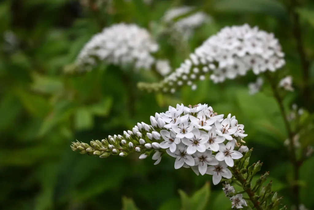 FLEUR