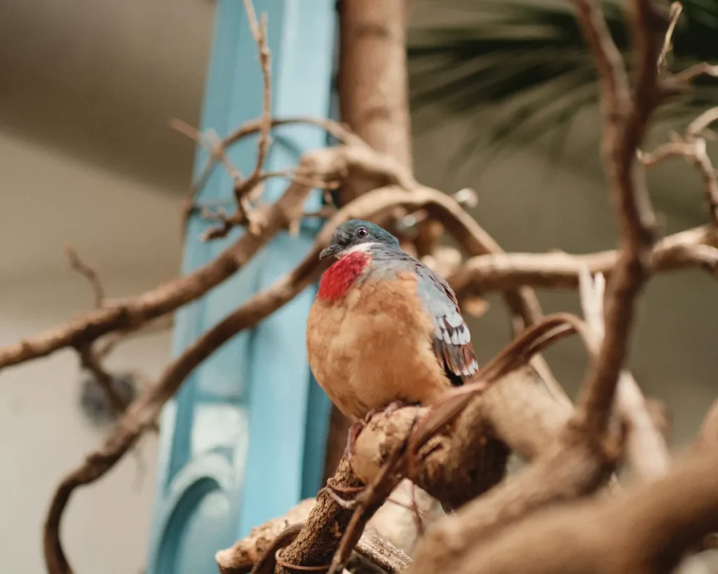 Oiseau coloré perché sur une branche