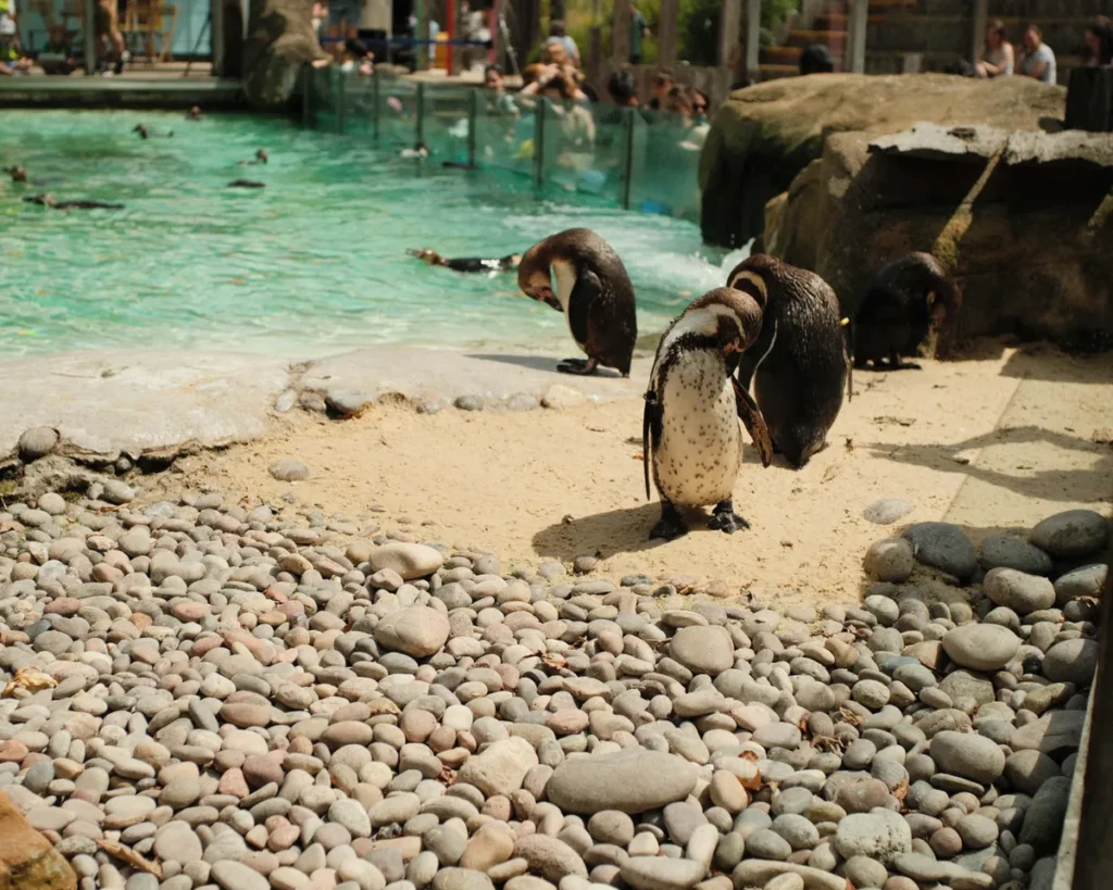 Pingouins dans l'enclos d'un zoo