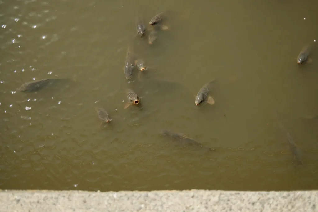 Poissons Koi nageant dans une riviere en contrebas