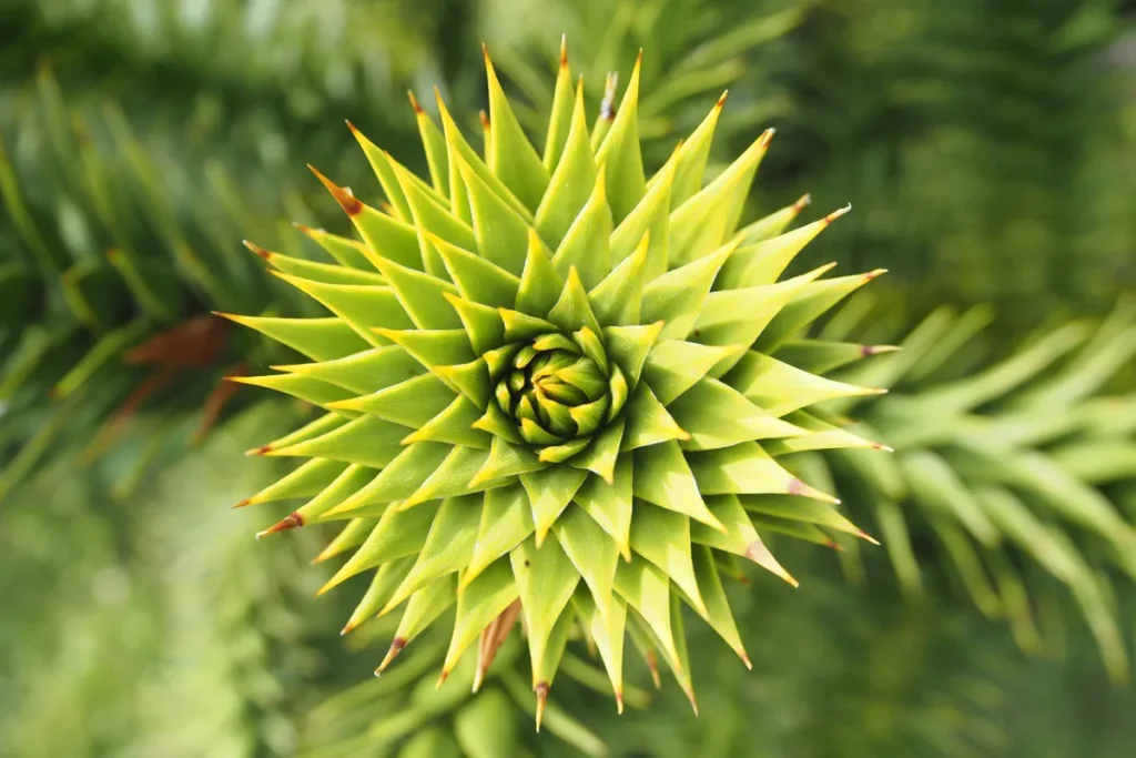 gros plan de fleur