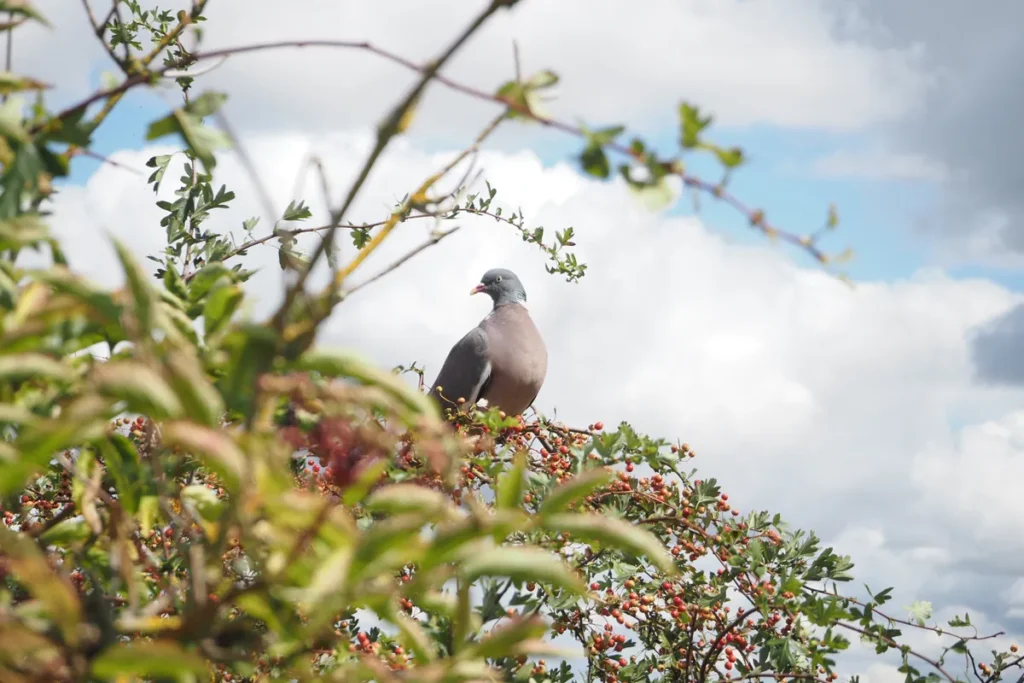 pigeon perché sur un arbre
