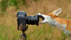 Objectifs Pour Photo Animalières : Nos 10 Meilleurs !