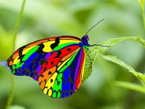 4 Conseils Simples pour Photographier des Papillons