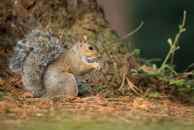Comment prendre de superbes photos d'écureuils-2