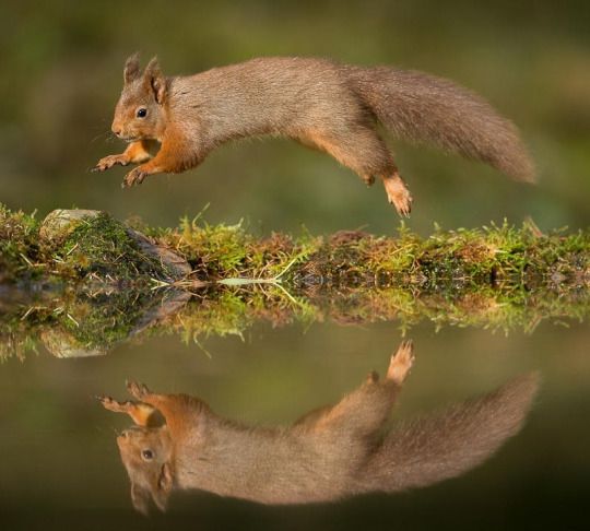 Comment prendre de superbes photos d'écureuils-3