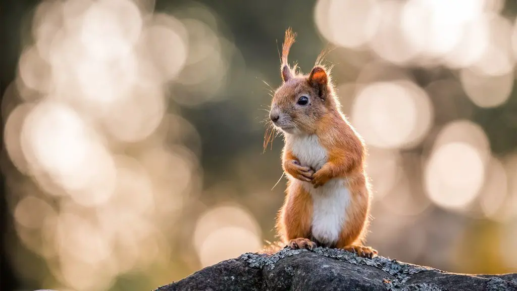 Comment prendre de superbes photos d'écureuils-8