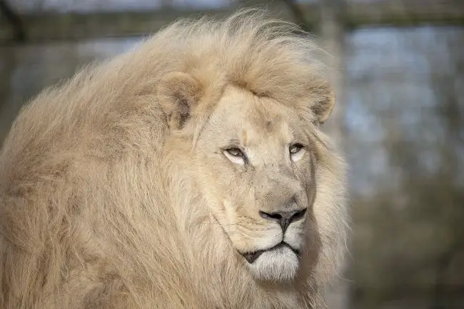 lion blanc