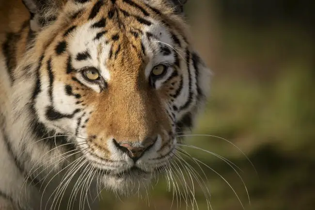 visage tigre