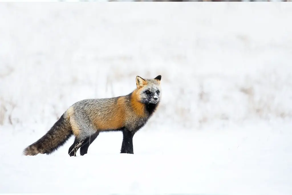 Argent fox vixen 3