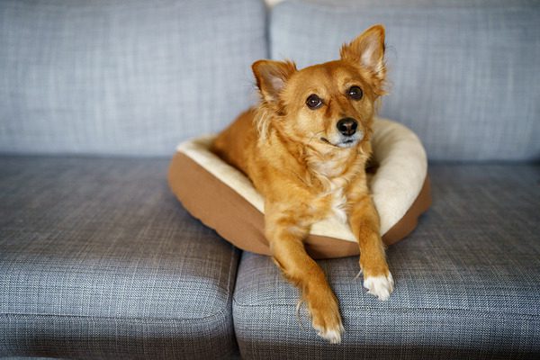 Sony FE 35mm F1.4 GM..