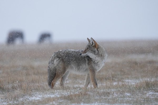 Sony FE 400-800 mm f6.3-8 G OSS exemple2