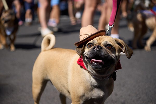 photo d'un chien dans la rue prise avec Sony FE 70-200mm F4 G OSS II
