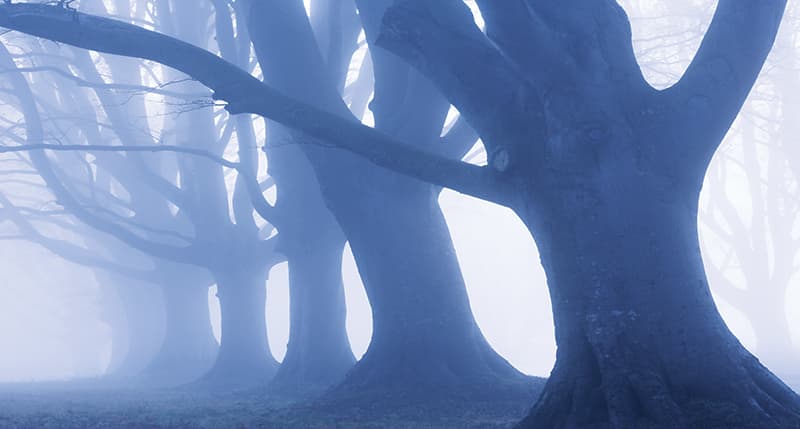 arbres dans le brouillard