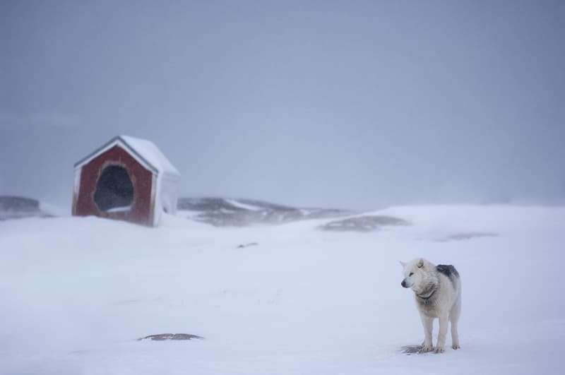 chien pres dune hute dans la neige