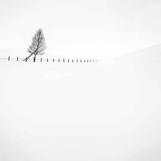 cloture_arbre_neige