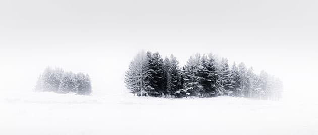 arbre_neige