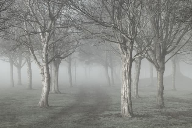 arbre_brouillard