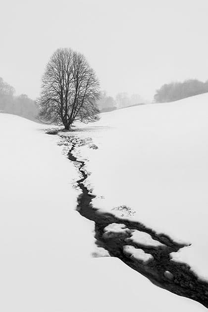 arbre_neige_rivièrre