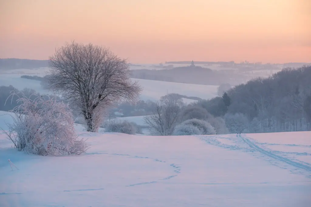 paysage _neige_arbre