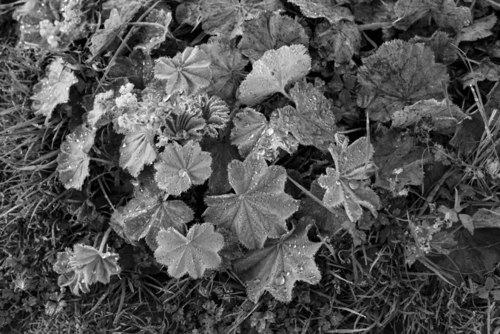 photo de fleurs prise avec un objectif vintage